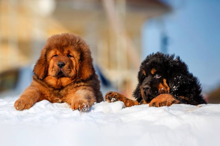 Photo Dogue du Tibet