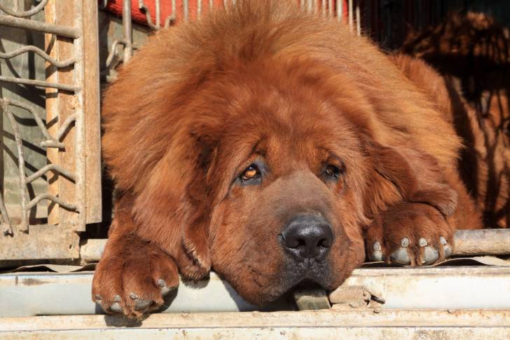 Photo Dogue du Tibet