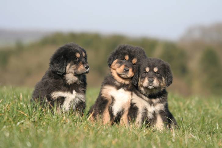 Photo Dogue du Tibet