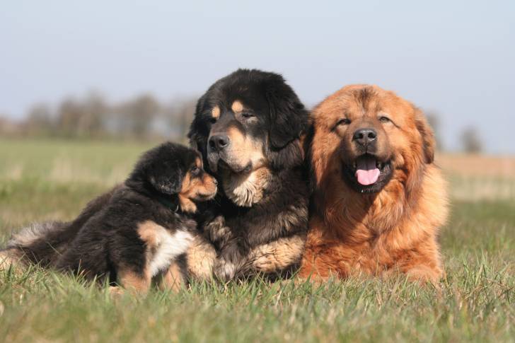 Photo Dogue du Tibet
