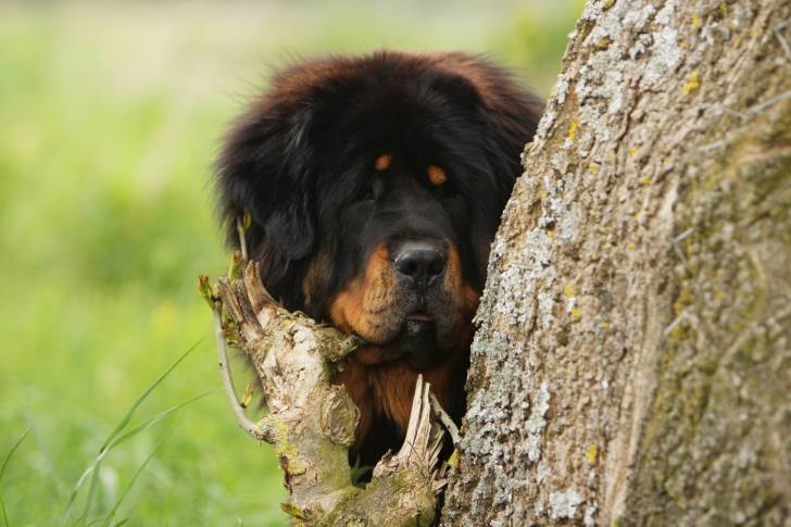 Photo Dogue du Tibet