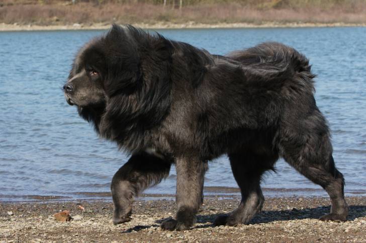 Photo Dogue du Tibet