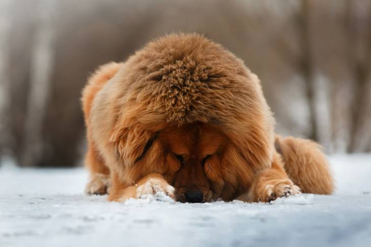 Photo Dogue du Tibet