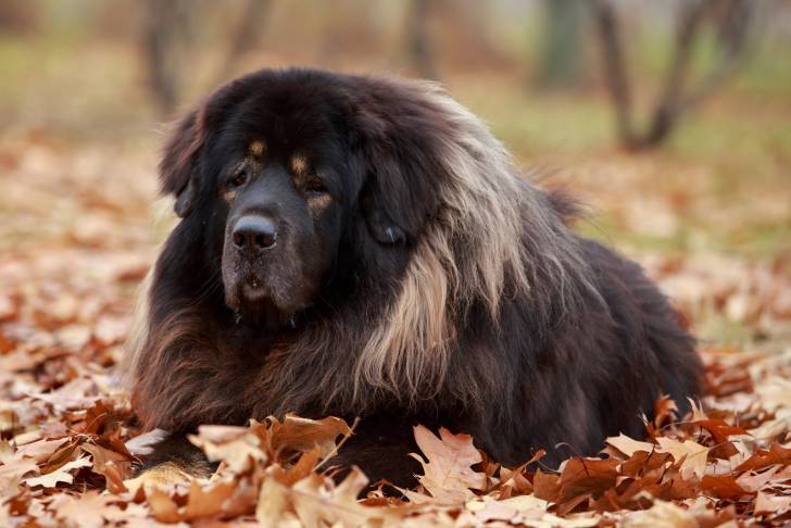 Photo Dogue du Tibet