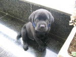 Bimbo - Labrador Retriever M&acirc;le (4 mois)