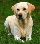 flamme - Labrador Retriever (10 ans)