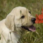 Le&iuml;la - Labrador Retriever (5 mois)