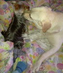 Fidji et Canelle - Labrador Retriever (5 ans)