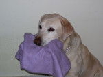 Kiddie - Labrador Retriever (14 ans)