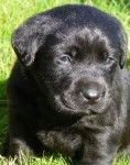 Yuki - Labrador Retriever (3 mois)