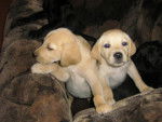 perritas!!! - Labrador Retriever (2 mois)