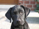 kippy - Labrador Retriever M&acirc;le (3 mois)