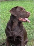 IDJY - Labrador Retriever (3 ans)