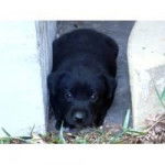 Chiki - Labrador Retriever (5 ans)