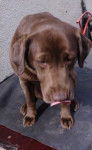 Kimba - Labrador Retriever (5 ans)