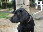 Biscotte - Labrador Retriever (4 ans)