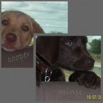 cooper y mini - Labrador Retriever M&acirc;le (2 ans)