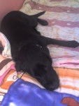 cassy - Labrador Retriever (2 ans)