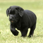 maxi - Labrador Retriever