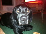 Cassie - Labrador Retriever (8 ans)
