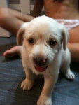 Nala - Labrador Retriever (1 mois)