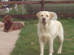 mellie and jake - Labrador Retriever (9 ans)