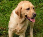 Kikouna - Labrador Retriever (10 mois)