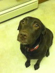 Kimmy! - Labrador Retriever (3 ans)