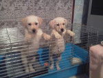 Crystale et Charly (bébés) - Labrador Retriever Mâle (2 mois)
