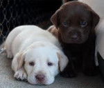 leydi y nala - Labrador Retriever (2 mois)