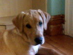 Amber - Labrador Retriever (1 an)