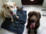 Bruno and Barney - Labrador Retriever M&acirc;le