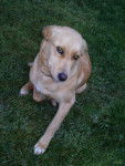 Lesly - Labrador Retriever (2 ans)