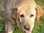 OCTAVIE - Labrador Retriever (11 ans)