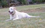 Lara - Labrador Retriever (13 ans)