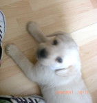 arena - Labrador Retriever (3 mois)