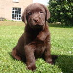 Tia - Labrador Retriever (2 mois)