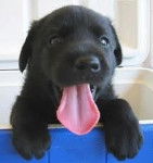 Labby - Labrador Retriever (4 mois)