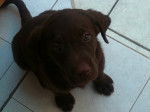 Doppy - Labrador Retriever M&acirc;le (6 mois)
