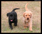 Jade and Sandy - Labrador Retriever (7 mois)