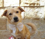 Dooosther - Labrador Retriever M&acirc;le (4 mois)