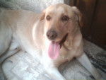 LAISHABRAVOJUAREZ - Labrador Retriever (1 mois)