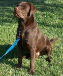 YA LLEGUE - Labrador Retriever (2 ans)