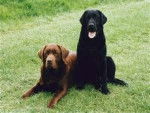 Moose and BRUTUS a.k.a. Big Al' - Labrador Retriever M&acirc;le (Autre)