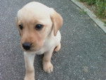 vanille - Labrador Retriever (1 an)