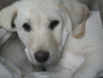 Phelia Abby - Labrador Retriever (1 an)