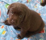 chocolate - Labrador Retriever (2 mois)