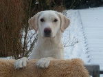 Phelia Abby - Labrador Retriever (1 an)