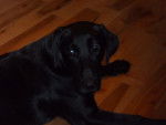 marley - Labrador Retriever (1 an)