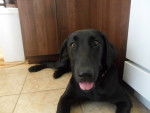 marley 2 - Labrador Retriever (1 an)